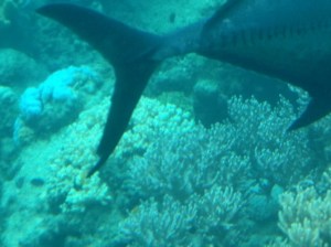 7ECE274D-220D-4EF1-8F2A-AED0B5D4B176